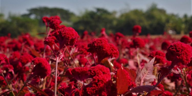 রূপসী বাংলার নিজস্ব ফুলের সাম্রাজ্য ক্ষীরাই!