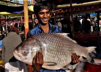 অন্ততঃ পাঁচ হাজার টাকা পকেটে না নিয়ে যাবেন না মকর সংক্রান্তির এই মাছের মেলায়!