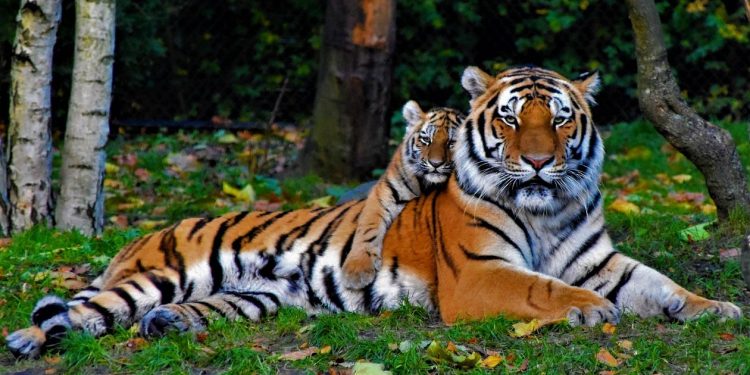 স্বামী এখন আলিপুরে, সবার সামনে এল আহ্লাদে আটখানা শীলার তিন ছানা!