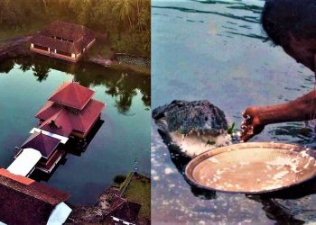 প্রসাদের আশায় রোজ মন্দিরের হ্রদে অপেক্ষায় থাকে নিরামিষাশী জলজ্যান্ত এক কুমির!