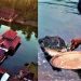 প্রসাদের আশায় রোজ মন্দিরের হ্রদে অপেক্ষায় থাকে নিরামিষাশী জলজ্যান্ত এক কুমির!