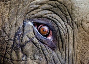 নৃশংসতার বাঁধ ভাঙল এবারও, জ্বলন্ত টায়ারের সাহায্যে মেরে ফেলা হল হাতিকে!