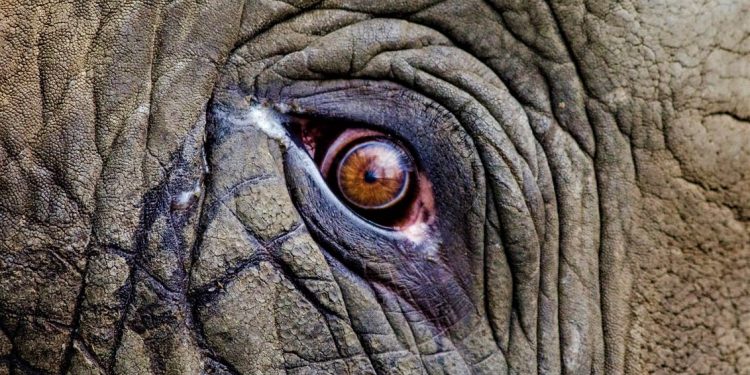 নৃশংসতার বাঁধ ভাঙল এবারও, জ্বলন্ত টায়ারের সাহায্যে মেরে ফেলা হল হাতিকে!