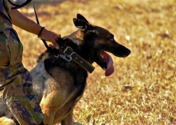 শুধু কি মানুষই পারে? দেশরক্ষার কাজে অটল ওরাও!