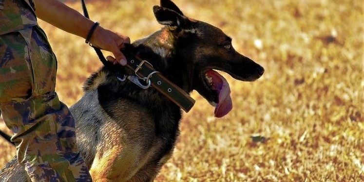 শুধু কি মানুষই পারে? দেশরক্ষার কাজে অটল ওরাও!