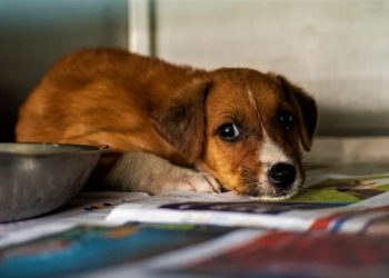 পশু খুন করে নিজেকে বীর ভাবছেন? ধরা পড়লে ৭৫ হাজার জরিমানা, পাঁচ বছরের জেল!