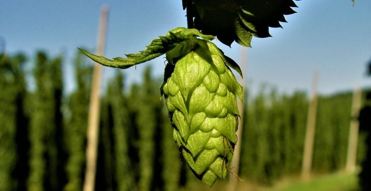 ভারতে চাষ হচ্ছে সেই মহার্ঘ্য সবজি যার আন্তর্জাতিক বাজার মূল্য প্রায় লাখ টাকা