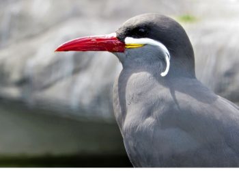 ‘গাছে কাঁঠাল গোঁফে তেল’! আর সেই গোঁফ যদি মানুষের বদলে দেখা যায় পাখির?