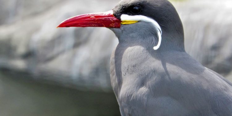 ‘গাছে কাঁঠাল গোঁফে তেল’! আর সেই গোঁফ যদি মানুষের বদলে দেখা যায় পাখির?