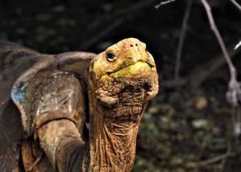আজ ৮০০ সন্তানের বাবা  দিয়াগো! প্রজাতি রক্ষার দায়িত্ব কাঁধেই পেরোল শতবর্ষ!