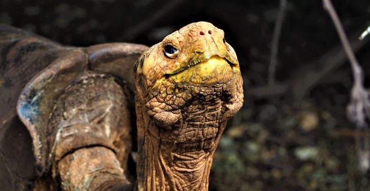 আজ ৮০০ সন্তানের বাবা  দিয়াগো! প্রজাতি রক্ষার দায়িত্ব কাঁধেই পেরোল শতবর্ষ!