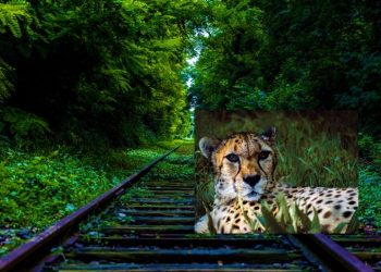 সেই খুনি রেললাইনের হাতেই ফের প্রাণ হারাল আরেকটি চিতা!