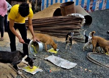 চিকিৎসা হবে শুধু পোষ্যদেরই?’লিটল পজ’ তাই অলিগলিতে কুকুরদের থাকছে পাশে!