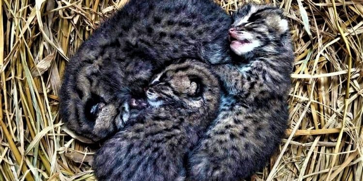 লাঠির বাড়িতেই সব শেষ! মা-হারা মেছো বিড়ালের ছানারা বন দফতরের নজরে