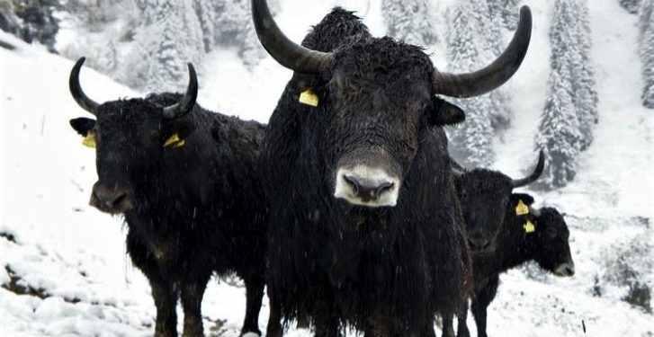 পাল্টে যাওয়া কাশ্মীরের হাত ধরে ফের কি অবলুপ্তির পথে আরেকটি প্রজাতি?