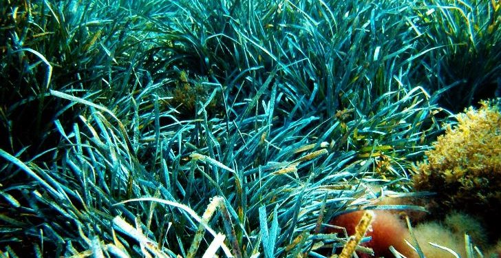 সমুদ্রের নিচে এই শ্যাওলার রাজত্ব, তার একমাত্র লক্ষ্য পৃথিবীকে বাঁচানো!