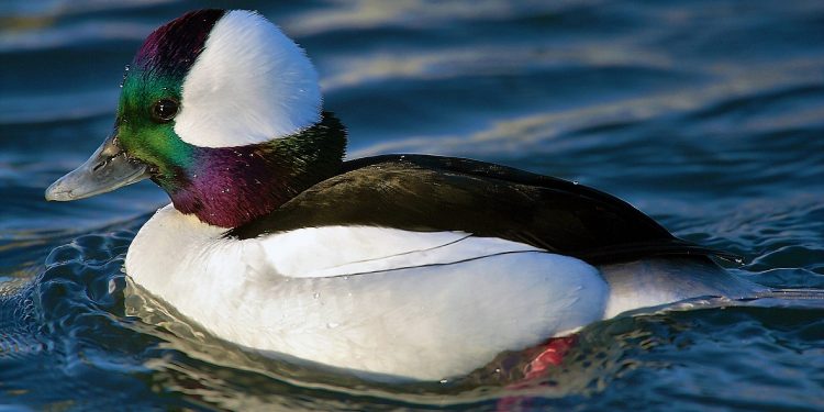 টানা চার ঘণ্টা হাঁস-বৃষ্টি! দ্বিতীয় বিশ্বযুদ্ধ অধ্যায়ের এক অদ্ভুতুড়ে কান্ড