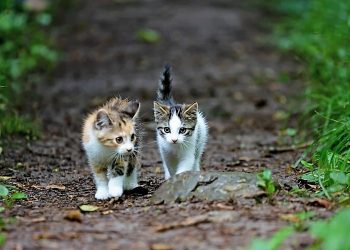 ইয়াসের রোষ থেকে অবলা প্রাণীদের বাঁচানোর আবেদন উঠল দুই বাংলা জুড়েই