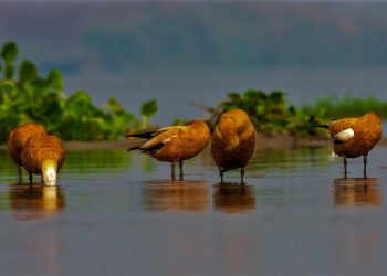 কান পাতলেই এক্কেবারে পাখির স্বর্গ! চুপি চুপি ঘুরে আসা যাক চুপির চরে