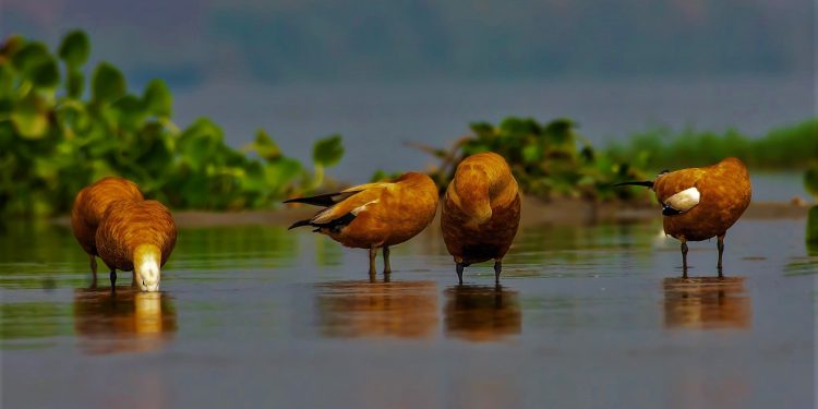 কান পাতলেই এক্কেবারে পাখির স্বর্গ! চুপি চুপি ঘুরে আসা যাক চুপির চরে