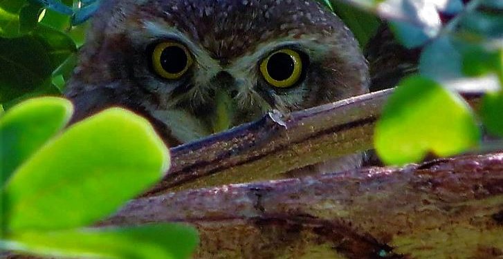 একের পর এক ঘূর্ণিঝড়ের কবলে সঙ্কটে হুতুম প্যাঁচার রাজত্ব!