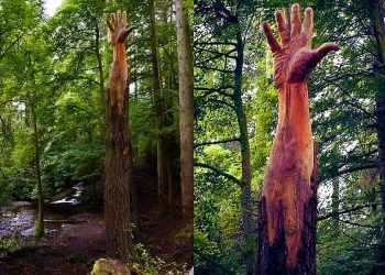 গাছ কাটার বিরুদ্ধে হাত বের করে বিদ্রোহ ঘোষণা! বিশ্বকে তাক লাগালো এই গাছ!