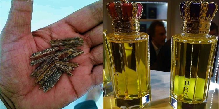 বয়সে বৃদ্ধ হলেও ফুরোয়নি সুগন্ধির ঝাঁপি, বিশ্বজয়ে বাংলার আগর কাঠ!