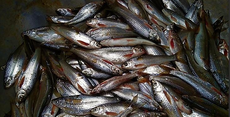 ‘রাইখর’ শুধু মাছ নয়, আত্রেয়ী তথা দিনাজপুরের ঐতিহ্যও বটে!