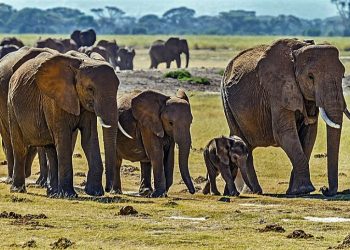 ট্রেকিং সারা বুনো হাতির দল ৩০০ মাইল হেঁটেই পৌঁছয় কুনমিং শহরে!
