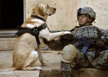 মার্কিন সেনা ফিরলেও কাবুলে এখনও আটকে সেনাবাহিনীর ১২টি কুকুর!