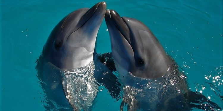 Daily News Reel - Dolphin Murder in the Name of Festival