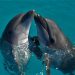 Daily News Reel - Dolphin Murder in the Name of Festival