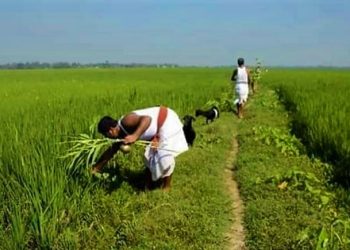 রাঢ়বঙ্গের ‘নল সংক্রান্তি’, গ্রামীণ লোকাচারের নেপথ্যে লুকিয়ে বিজ্ঞান!