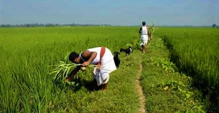 রাঢ়বঙ্গের ‘নল সংক্রান্তি’, গ্রামীণ লোকাচারের নেপথ্যে লুকিয়ে বিজ্ঞান!