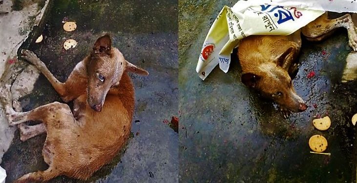 পশুদের স্বার্থে এনজিও চালানোই সার! বিনা চিকিৎসায় মারা গেল ‘অ্যালবিনো’