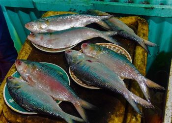 Daily News Reel - How to Recognize Fresh Hilsa of Padma River
