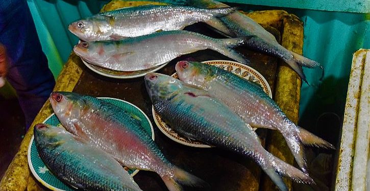 Daily News Reel - How to Recognize Fresh Hilsa of Padma River