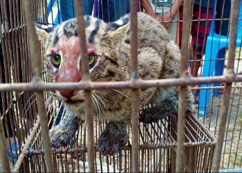 Daily News Reel - A Fishing Cat Rescued from the Door of Death