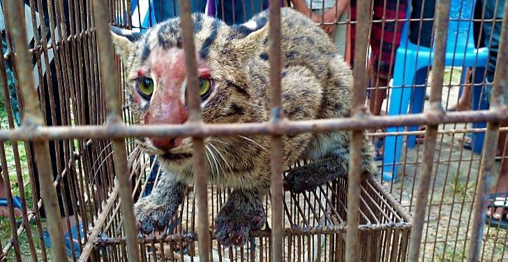 Daily News Reel - A Fishing Cat Rescued from the Door of Death