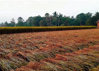 Daily News Reel - Bengal Celebrates Musti Festival Before Paddy Harvesting