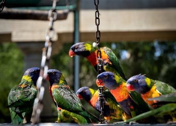 Daily News Reel - Birdman Feeds 3000 Parrots Daily