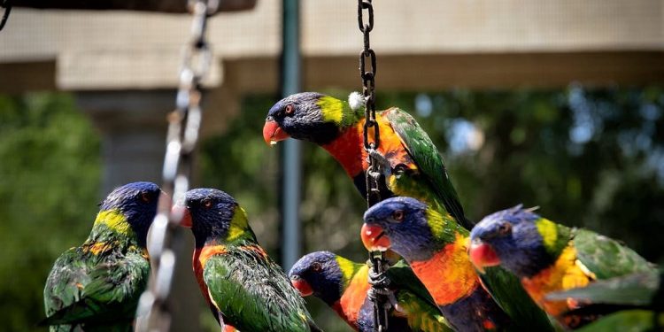 Daily News Reel - Birdman Feeds 3000 Parrots Daily