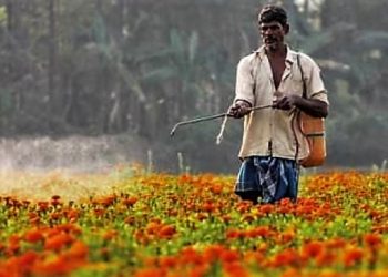 Daily News Reel - Farmers Got Benefit from Cultivation of Marigold