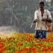 Daily News Reel - Farmers Got Benefit from Cultivation of Marigold