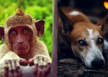 Daily News Reel - Two Monkeys Accused for Killing Dog