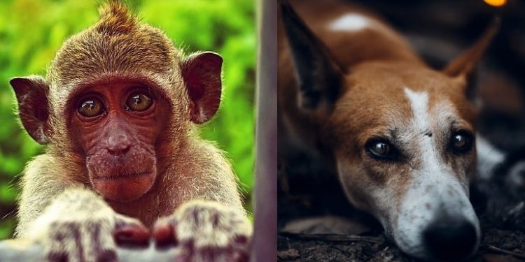 Daily News Reel - Two Monkeys Accused for Killing Dog