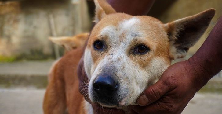 Daily News Reel - Dog Can Distinguish Language