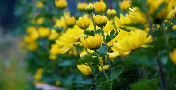 Daily News Reel - Nadias Valley of Flower Chapra