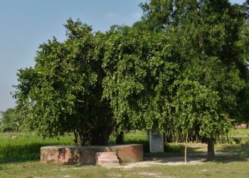 Daily News Reel - Shami Plant of Mahabharatha Feature