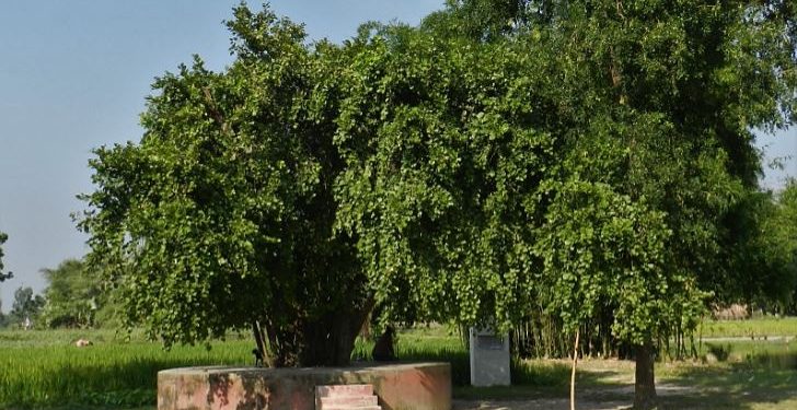 Daily News Reel - Shami Plant of Mahabharatha Feature